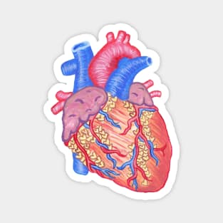 I Heart You Anatomical Heart Magnet