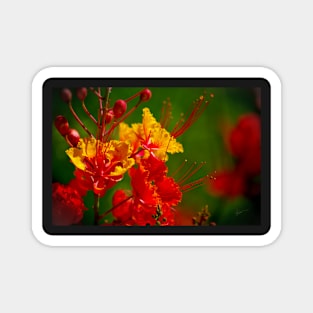 Fiesta ~ Mexican Bird of Paradise Magnet