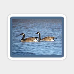 Canada Geese Pair No.3 Magnet