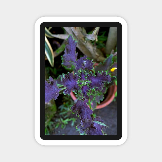 Philippine ornamental plant Magnet by likbatonboot