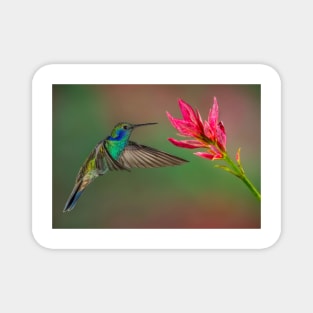 Green Violetear Hummingbird Magnet