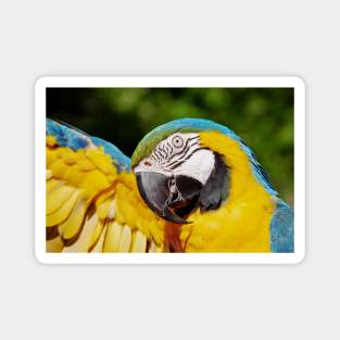 World Parrot day Magnet