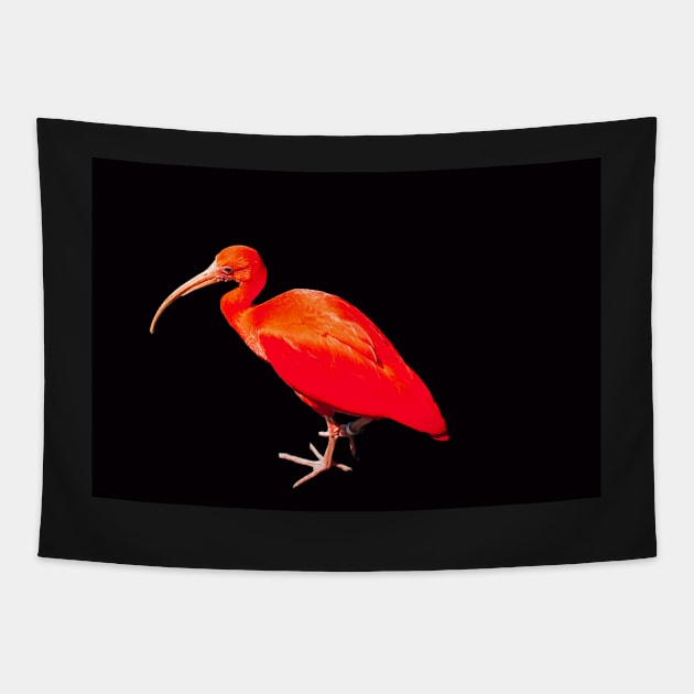 Scarlet ibis on black background Tapestry by HazelWright