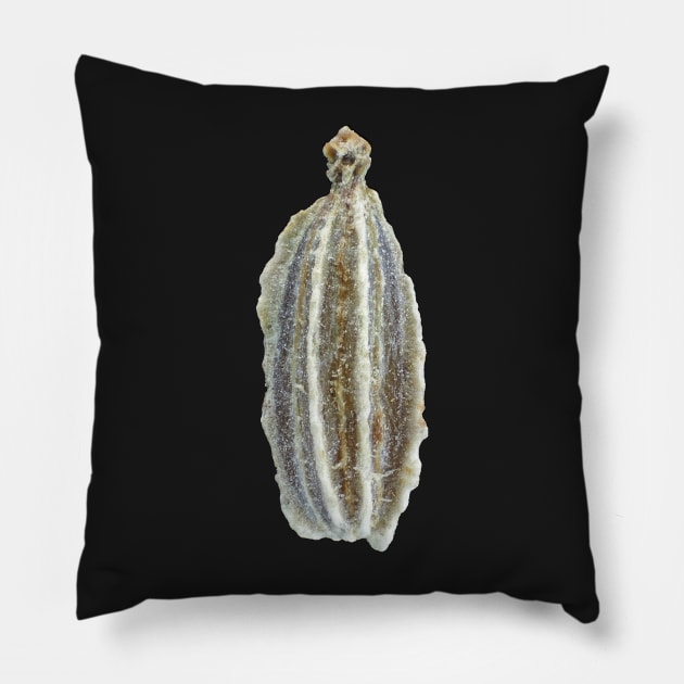 Carrot seed under microscope Pillow by SDym Photography