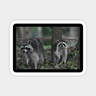 Pair of Raccoons Magnet