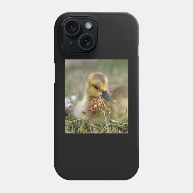 Baby Bird eating Water Flowers Phone Case by SHWILDLIFE