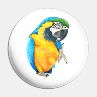 blue-and-gold macaw  ara ararauna parrot watercolor n.2 Pin