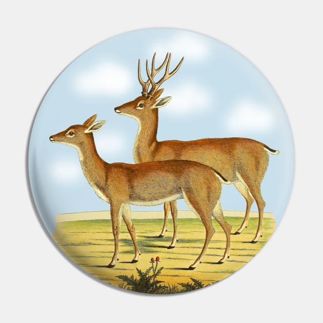 Deers  Illustration Pin by Biophilia