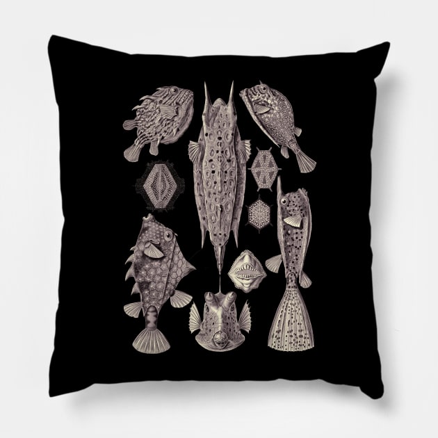 Ernst Haeckel Ostraciontes Fish Lavander Grey Pillow by Scientistudio