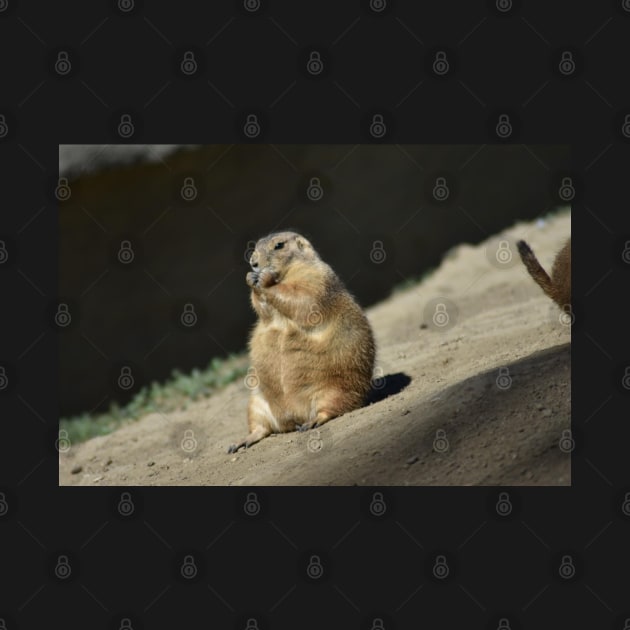 Prairie Dog by MarieDarcy