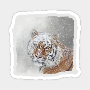 Winter Tiger Portrait Magnet