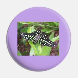 A Beautiful Patterned Butterfly Pin