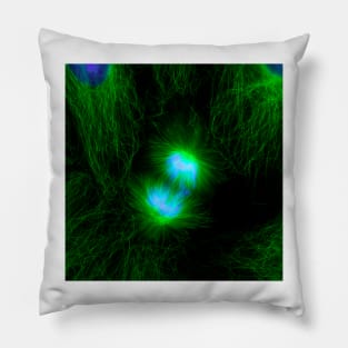 Cell division, fluorescent micrograph (C010/3482) Pillow