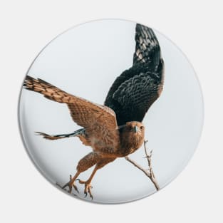 Hawk Pin