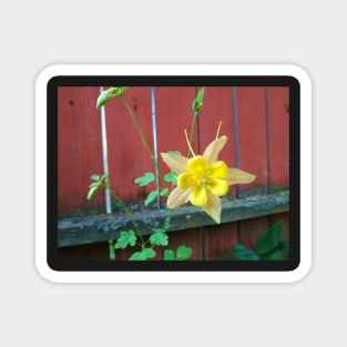 Columbine and Fence Magnet