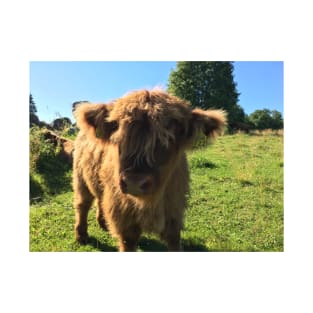 Scottish Highland Cattle Calf 1494 T-Shirt