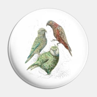 Three native parrots of New Zealand Pin