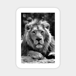 Asiatic Lion Panthera Leo Persica Big Cat Male Magnet