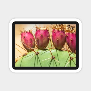 Prickly Pears Magnet