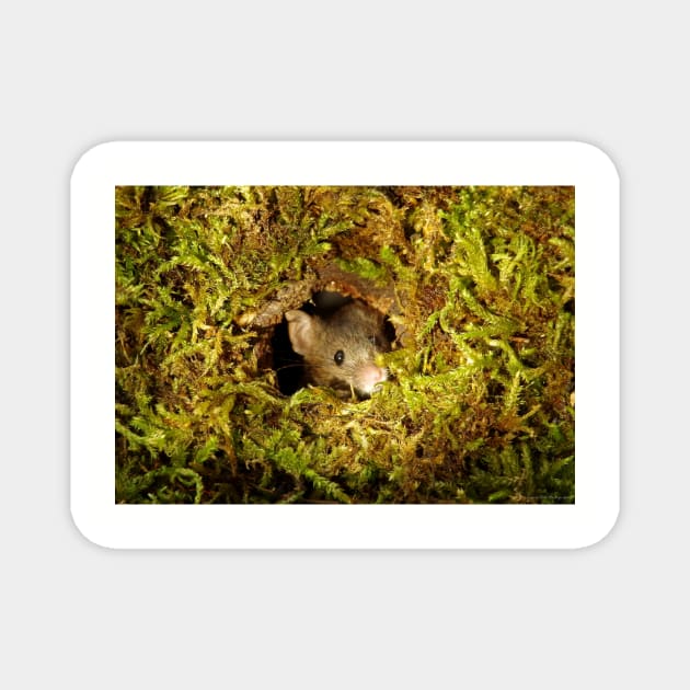 mouse in a mossy hole Magnet by Simon-dell