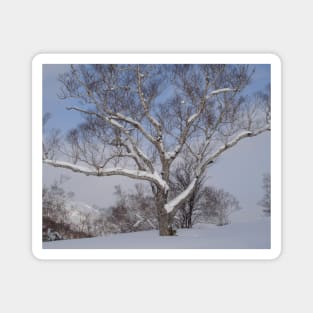 Snow on the branches Magnet