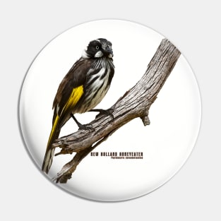 New Holland Honeyeater_01C Pin