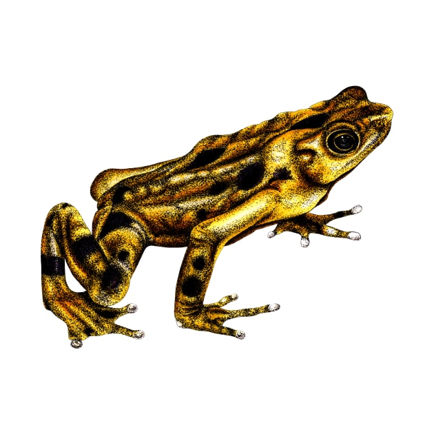 Golden frog colour illustration by lorendowding