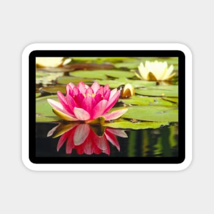 Meditation Wall Art Print - Water Lily Meditation - canvas, Photo print, artboard print, poster Canvas Print Magnet