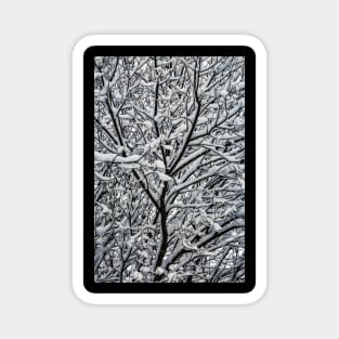 Snow Covered Winter Tree Branches Magnet