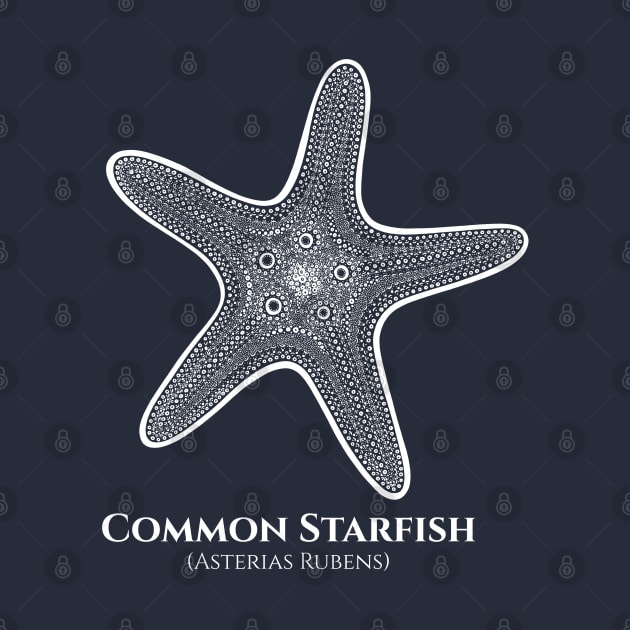 Starfish with Common and Latin Names - sea animal drawing by Green Paladin