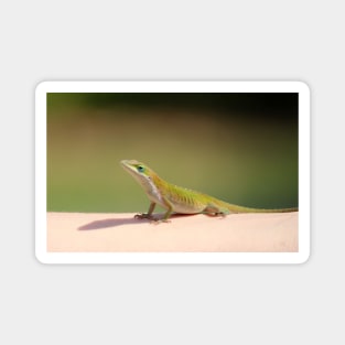 Carolina Anole Magnet