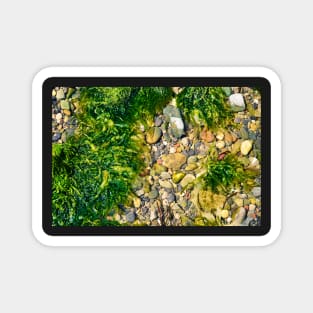 Rock Pool With Beach Pebbles & Seaweed - Abstract Coastal - #2 Magnet