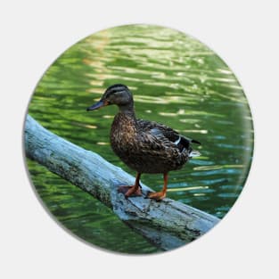 Mallard Duck Standing Ontop Of A Log Pin