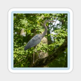 Great Blue heron high a tree Magnet