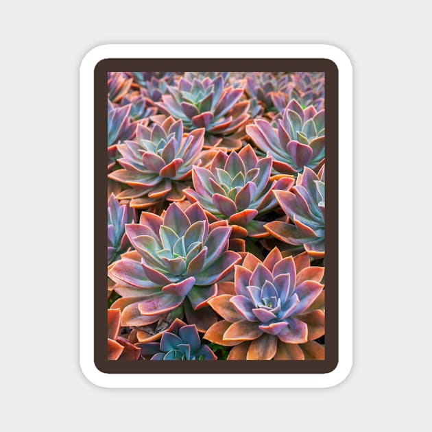 Echeveria Magnet by runlenarun