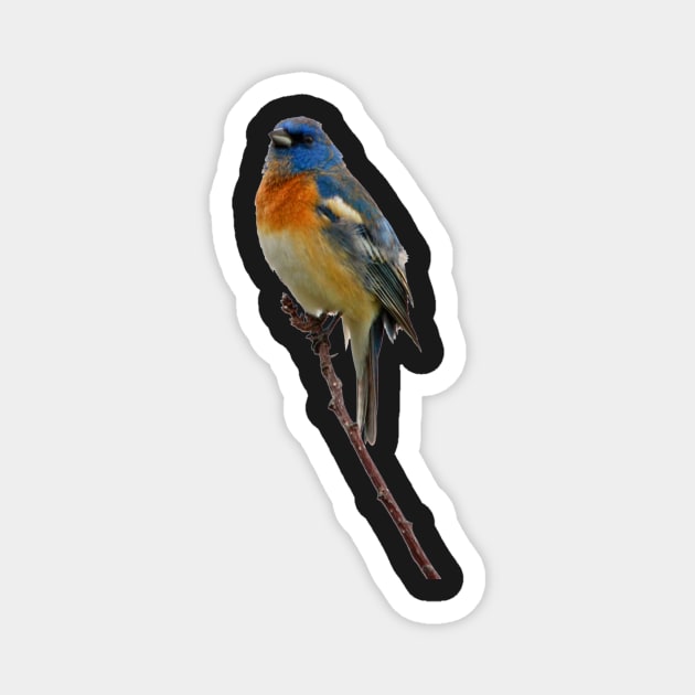 Lazuli Bunting Magnet by Whisperingpeaks