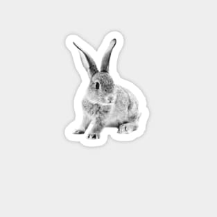 Rabbit 25 Magnet