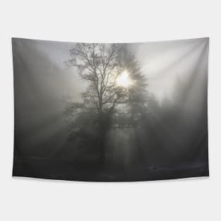 Mystical forest mood / Swiss Artwork Photography Tapestry