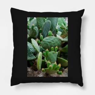 Opuntia, commonly called prickly pear Pillow