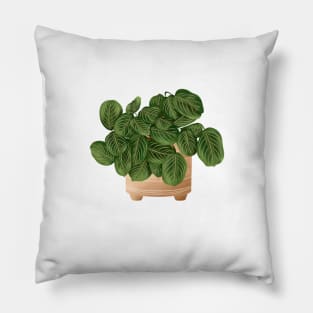 Lemon Lime Prayer Plant - Maranta 3 Pillow