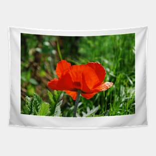 Giant Red Poppy Tapestry