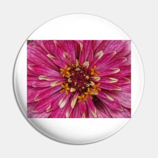 zinnia flower bloom floral fantasy in pink Pin