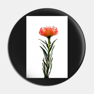 Flowering Pincushion Protea Pin