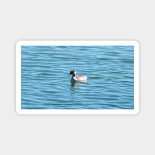 Horned Grebe Magnet