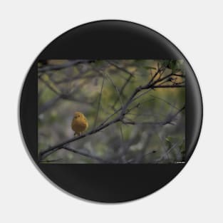 Yellow Warbler Pin