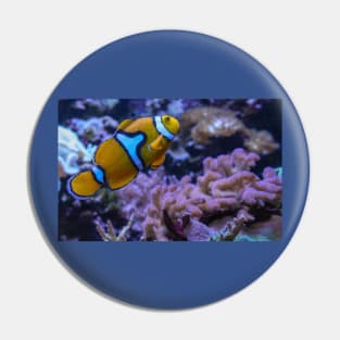 Clownfish Pin