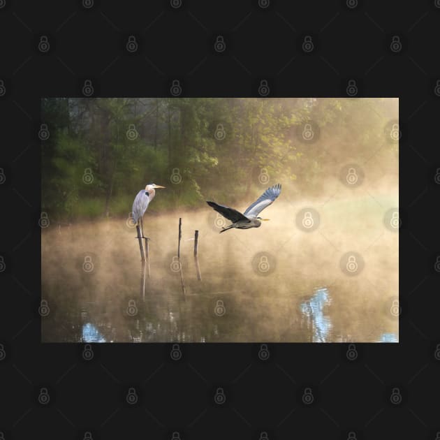 Great Blue Herons at Morning Pond by lauradyoung