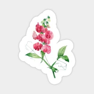 Everlasting Pea - Botanical Illustration Magnet