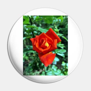 Red rose in the garden Pin