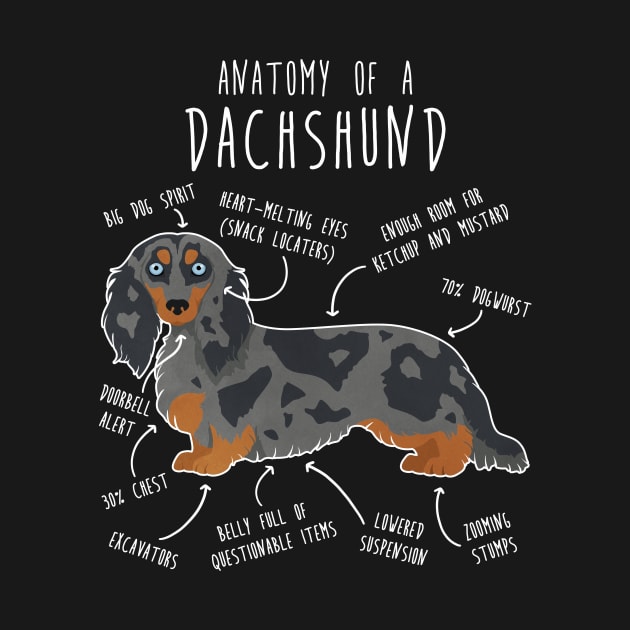 Blue Dapple Longhaired Dachshund Dog Anatomy by Psitta